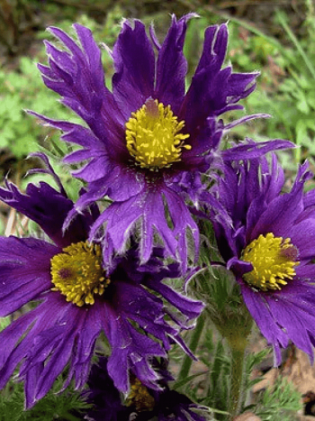 Прострел обыкновенный Prima Papageno