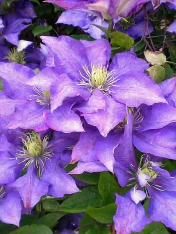 Клематис гибридный Daniel Deronda