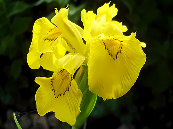 Ирис болотный Flore Plena