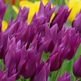 Тюльпан Purple Dream