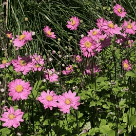 Анемона японская Pamina