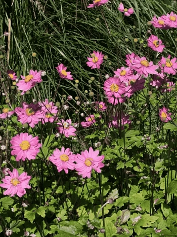 Анемона японская Pamina