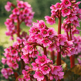 Бадан гибридный Bressingham Ruby