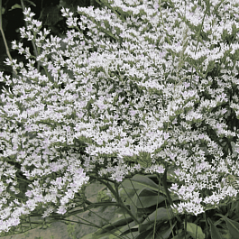 Кермек татарский