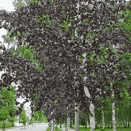 Береза повислая Royal Frost ТОЛЬКО САМОВЫВОЗ