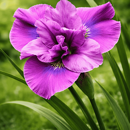 Ирис сибирский Spindazzle