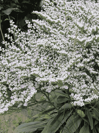 Кермек татарский