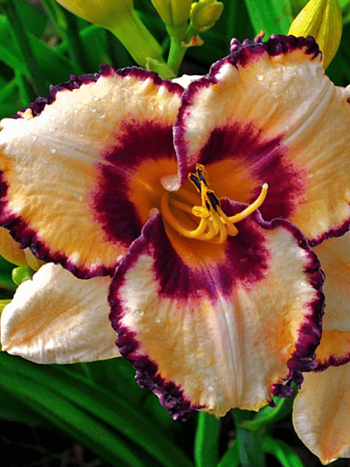 Лилейник Creative Vision