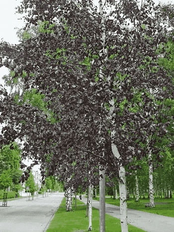 Береза повислая Royal Frost ТОЛЬКО САМОВЫВОЗ