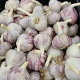 Чеснок Озимый Добрыня