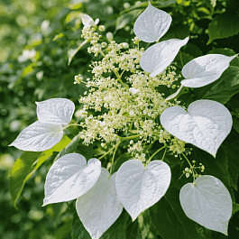 Схизофрагма гортензиевидная Moonlight