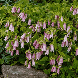 Колокольчик точечный Pink Red