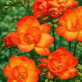 Фрезия Double Orange