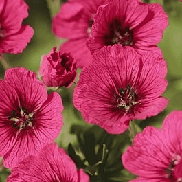 Герань пепельная Jolly Jewel Red