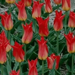 Тюльпан Royal Gift