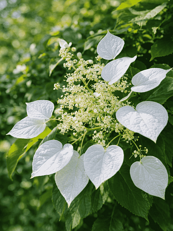 Схизофрагма гортензиевидная Moonlight