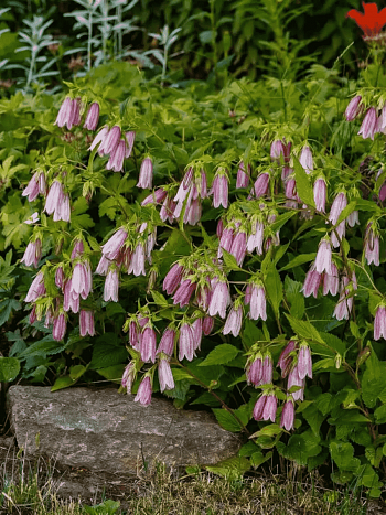 Колокольчик точечный Pink Red