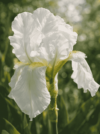 Ирис германский Florentina