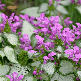 Яснотка крапчатая Red Nancy