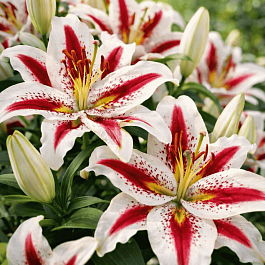 Лилия восточная Big Smile