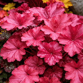 Гейхера Penelope