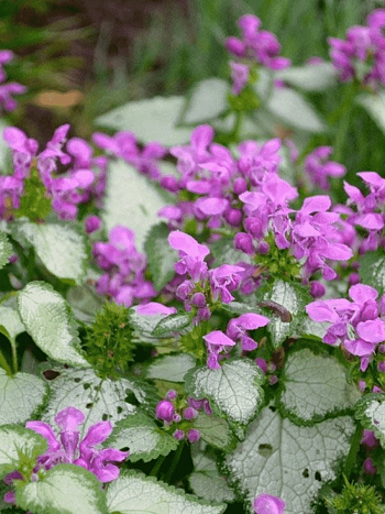 Яснотка крапчатая Red Nancy