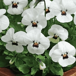 Виола рогатая  Sorbet XP White Blotch