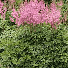 Астильба Арендса Amethyst