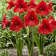 Амариллис Park Red