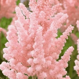 Астильба китайская Vision Inferno