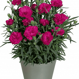 Гвоздика Colores Beso