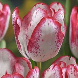 Тюльпан Триумф Дениз