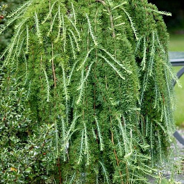 Лиственница европейская Пули