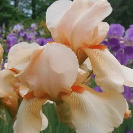 Ирис германский Constant Wattez