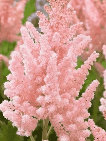 Астильба китайская Vision Inferno