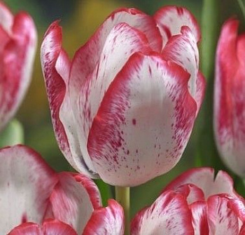 Тюльпан Триумф Дениз