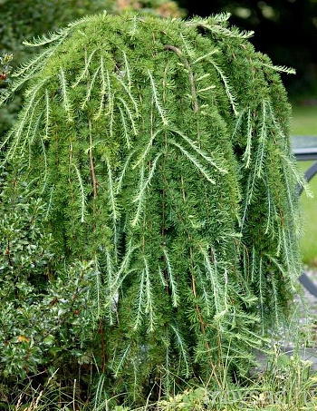 Лиственница европейская Пули