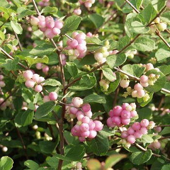 Снежноягодник доренбози Мазе оф Перл