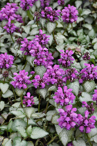 Яснотка пятнистая Пёпл Дрэгон