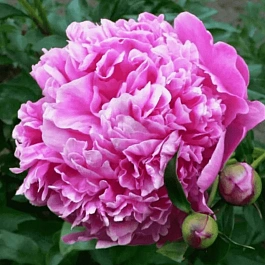 Пион Молочноцветковый Barbara