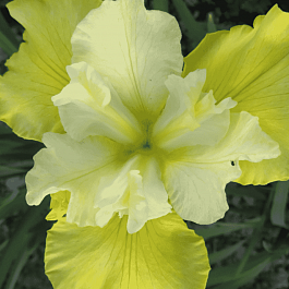 Ирис сибирский Summer Revels