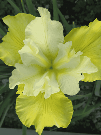 Ирис сибирский Summer Revels