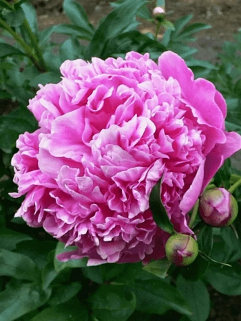 Пион Молочноцветковый Barbara