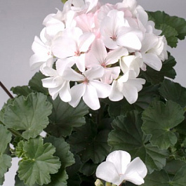 Пеларгония зональная Нано Вайт