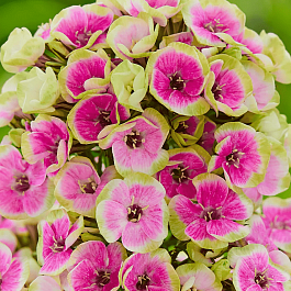 Флокс метельчатый Orchid Yellow