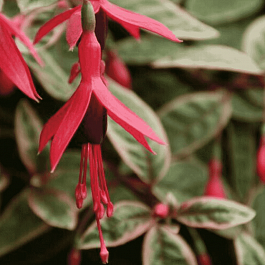 Фуксия ампельная Tom West