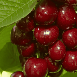 Вишня Молодежная