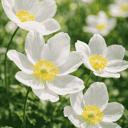 Анемона лесная Snow White