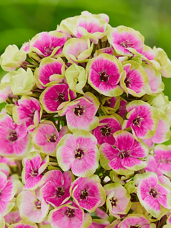 Флокс метельчатый Orchid Yellow