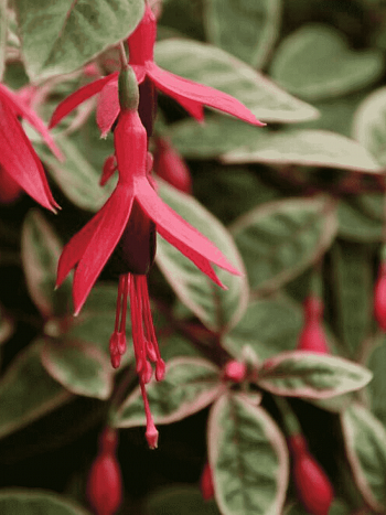 Фуксия ампельная Tom West